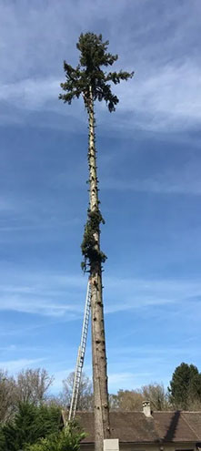 Elagage d’arbres