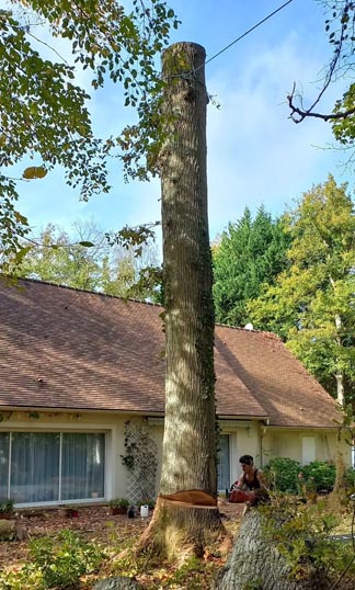 abattage d'arbres