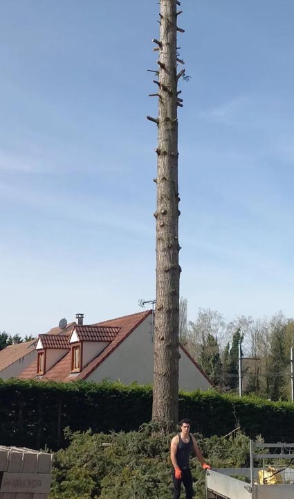 elagage d arbres